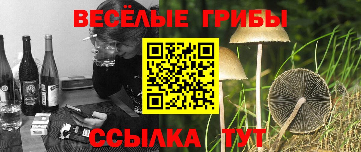 Галлюциногенные грибы прущие грибы  Галлюциногенные грибы Psilocybe  Вход с VPN  Барнаул 